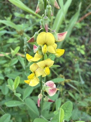 Rattleweed