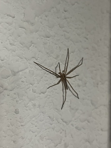 iNaturalist observation photo of Oblong Running Spider