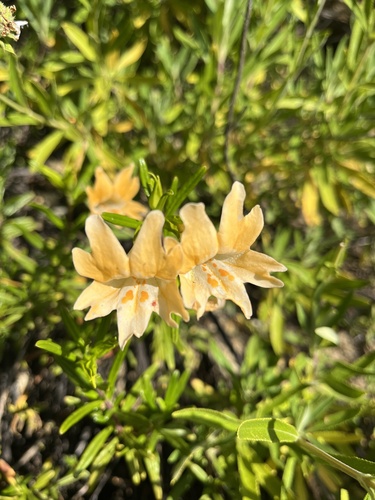 iNaturalist observation photo of Monterey Monkeyflower