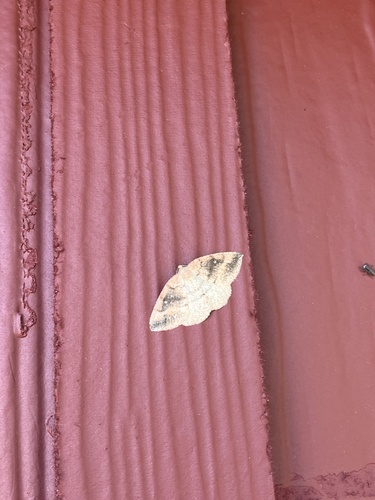 iNaturalist observation photo of Drepanulatrix