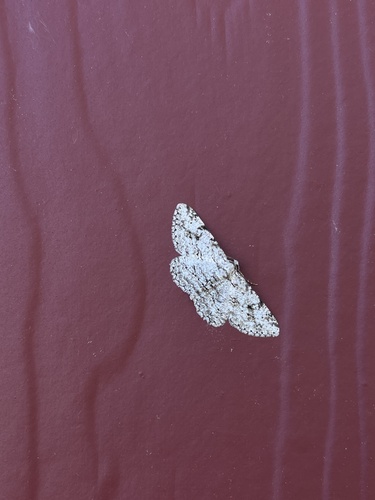 iNaturalist observation photo of Boarmiini