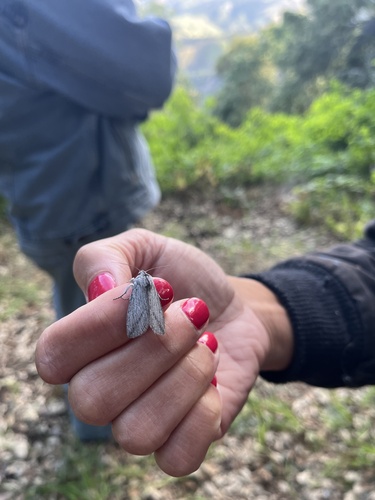iNaturalist observation photo of Pleromella opter