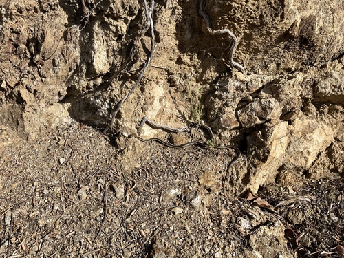 iNaturalist observation photo of Striped Racer