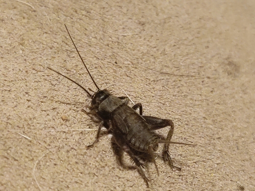 Verge Cricket
