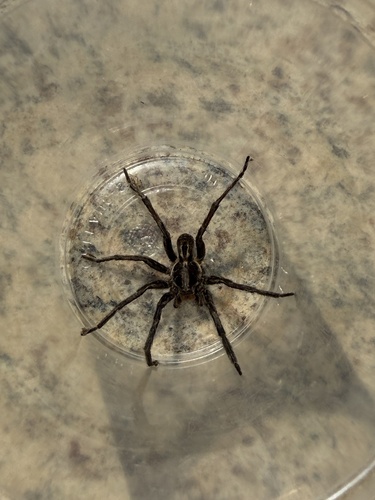 Lycosa erythrognatha
