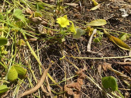 Bermuda buttercup