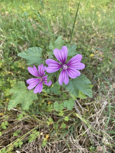 Common Mallow
