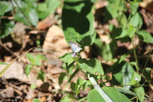 Orcus Checkered-Skipper