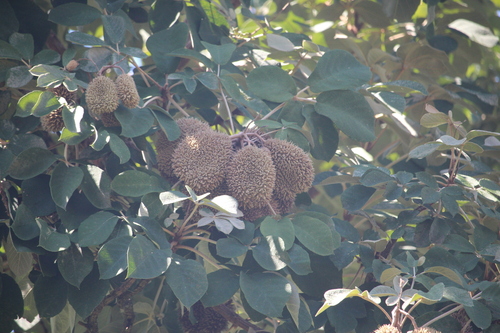 Zeyheria tuberculosa