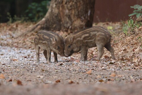 Wild Boar