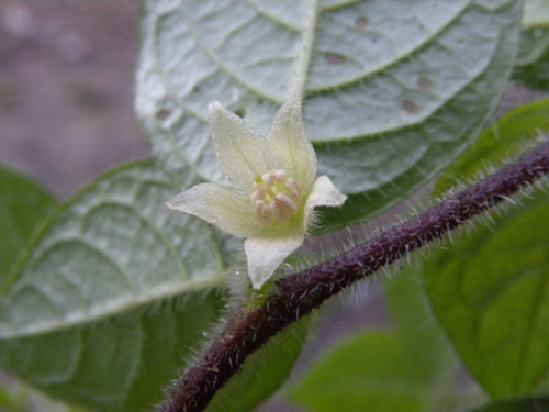 Larnax andersonii