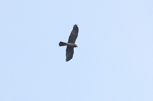 Pied Harrier