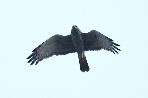 Eastern Marsh Harrier