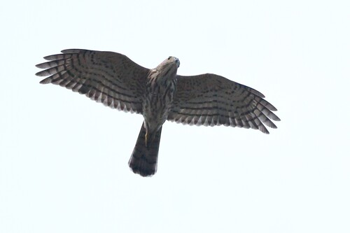 Shikra