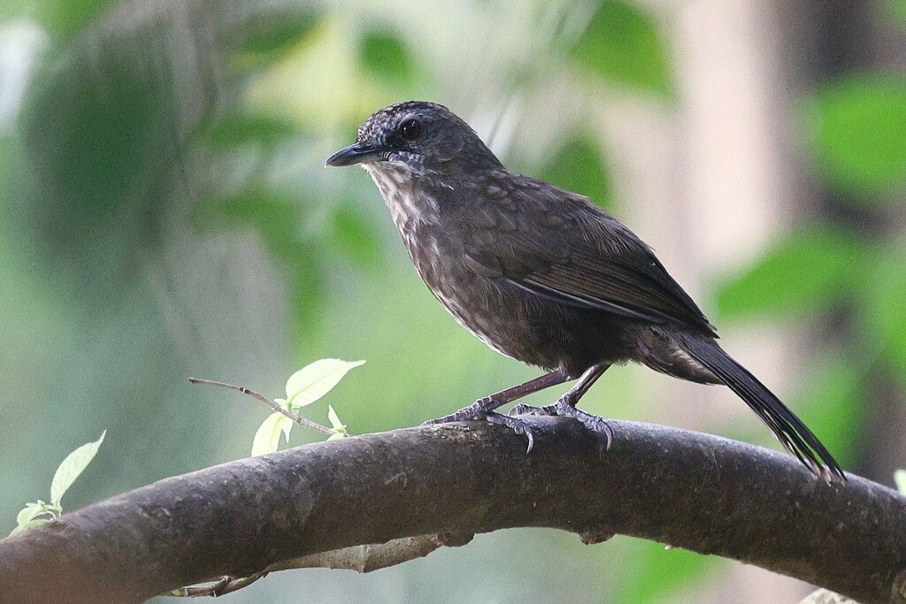 Variable Limestone Babbler (Gypsophila crispifrons) photo