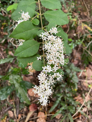 Chinese privet