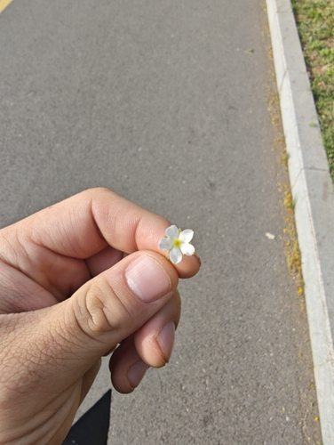 Umbelled rockjasmine