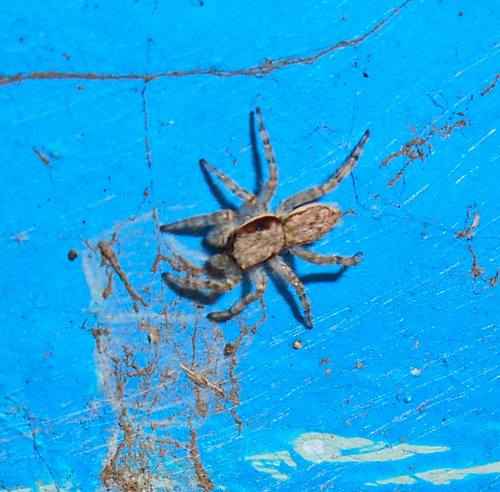 Gray Wall Jumping Spider