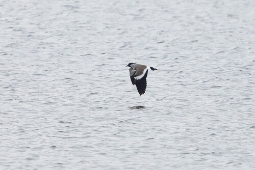 River Lapwing