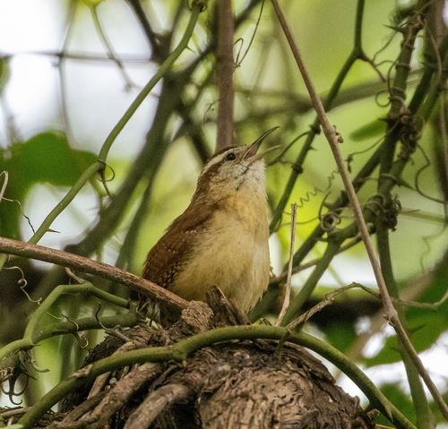 Featured image for “Carolina Wren”