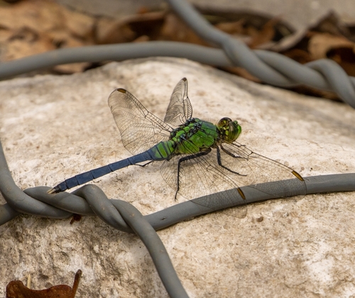 Featured image for “Eastern Pondhawk”