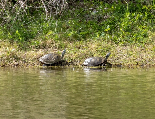 Featured image for “Deirochelyine Turtles”