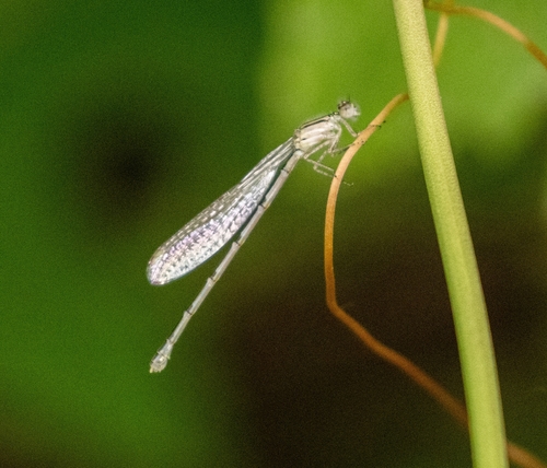 Featured image for “Narrow-winged Damselflies”