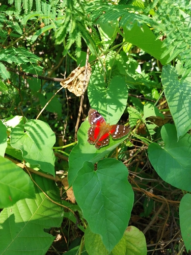 Red Peacock