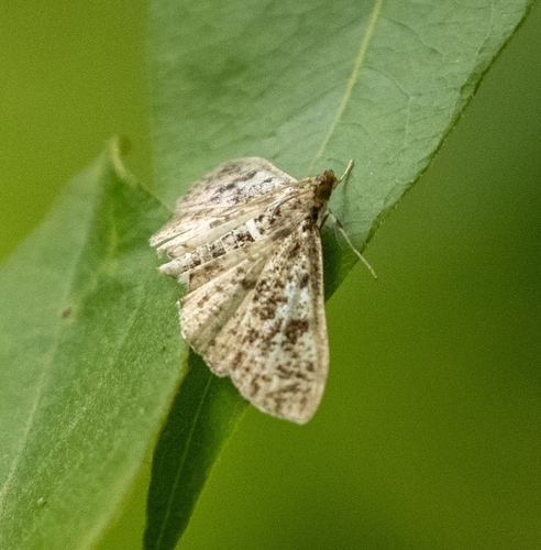 Featured image for “Palpita Moths”