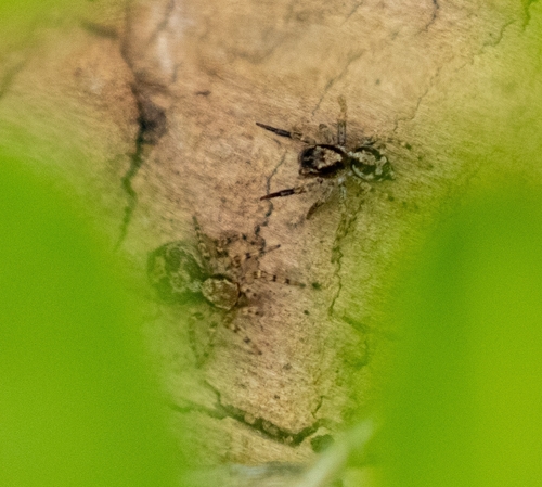 Featured image for “flea jumping spider”