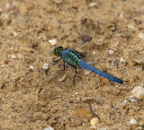 Featured image for “Eastern Pondhawk”