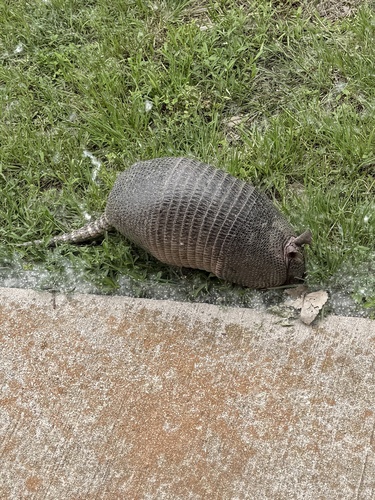 Featured image for “Mexican Long-nosed Armadillo”