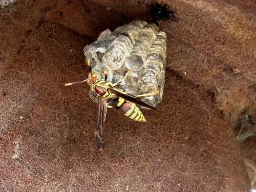 Featured image for “Umbrella Paper Wasps”