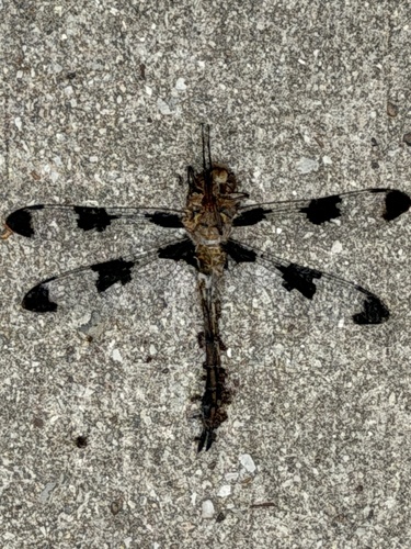 Featured image for “Prince Baskettail”