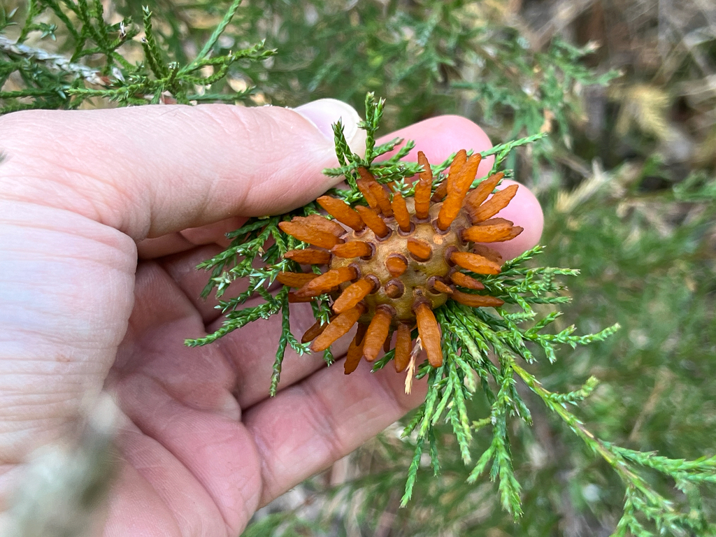 Cedar-apple rust from Mundelein, IL, US on April 14, 2026 at 10:32 AM ...