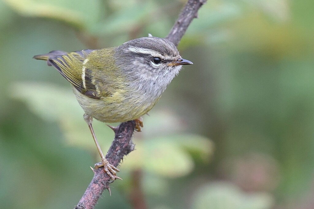 Ashy-throated Warbler (Phylloscopus maculipennis) photo