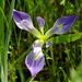 Iris × flexicaulis - Photo (c) castanea, todos los derechos reservados, subido por castanea