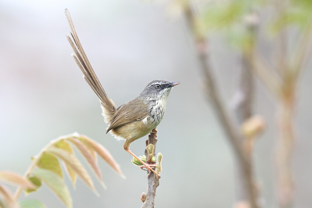 Hill Prinia (Prinia superciliaris) photo