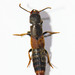 Platydracus cinnamopterus - Photo (c) Owen Ridgen, todos os direitos reservados, uploaded by Owen Ridgen