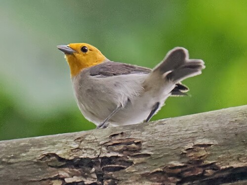 Orange-headed Tanager