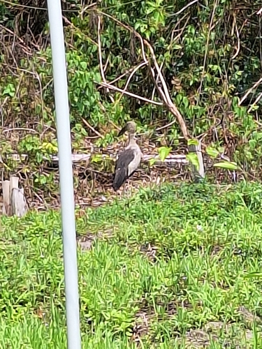 Asian Openbill