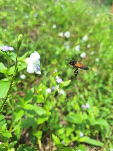 Giant Honey Bee