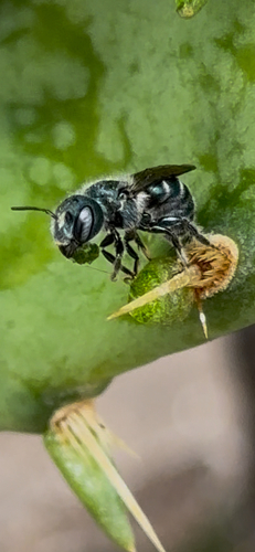 Osmia subfasciata