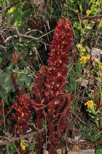 Variegated broomrape