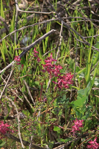 Common Fumitory