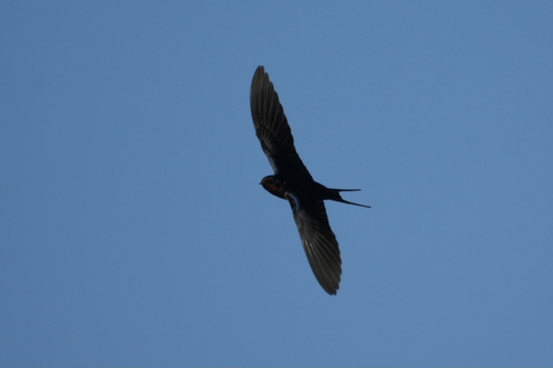 Avistamiento "Golondrina Tijereta, Golondrina de Horquilla"