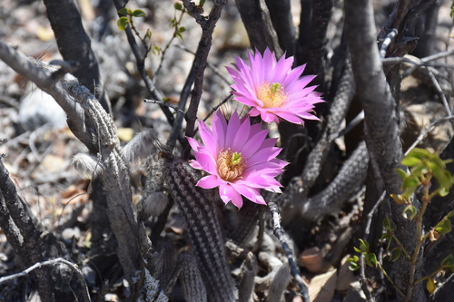 Echinocereus schmollii