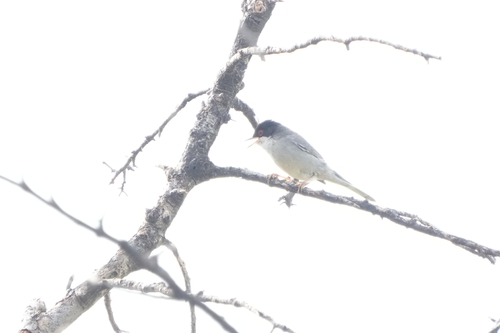Avistamiento Curruca cabecinegra