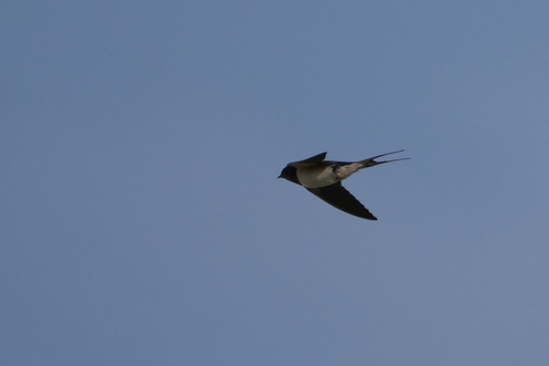 Avistamiento "Golondrina Tijereta, Golondrina de Horquilla"
