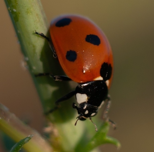 Seven-spotted Lady Beetle